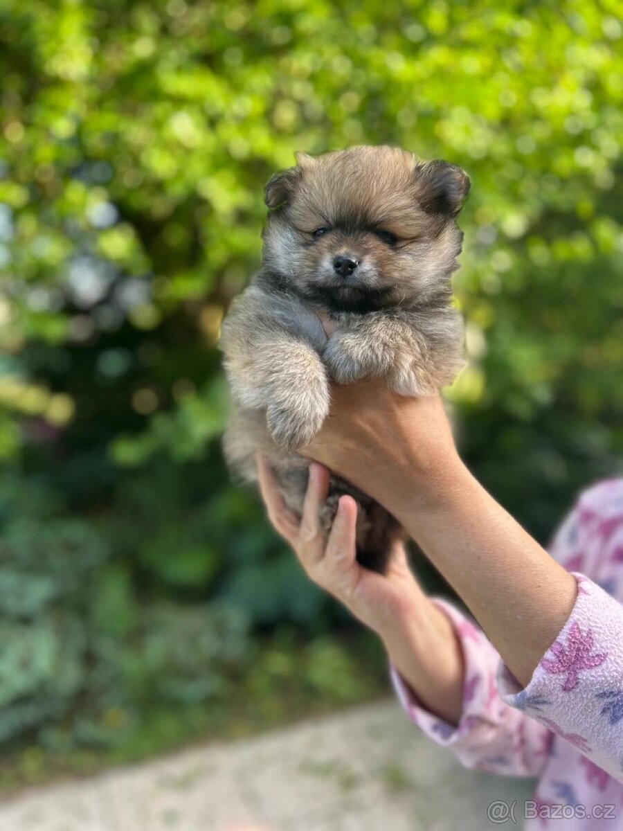 Štěňata Pomeranian