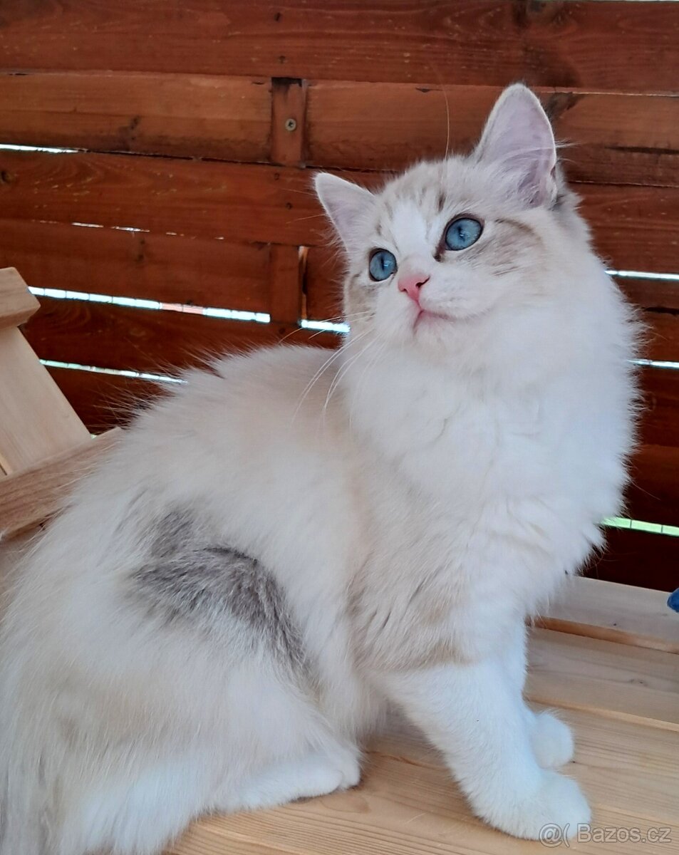 Kočička ragdoll s PP