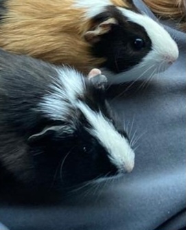 2 morcatka