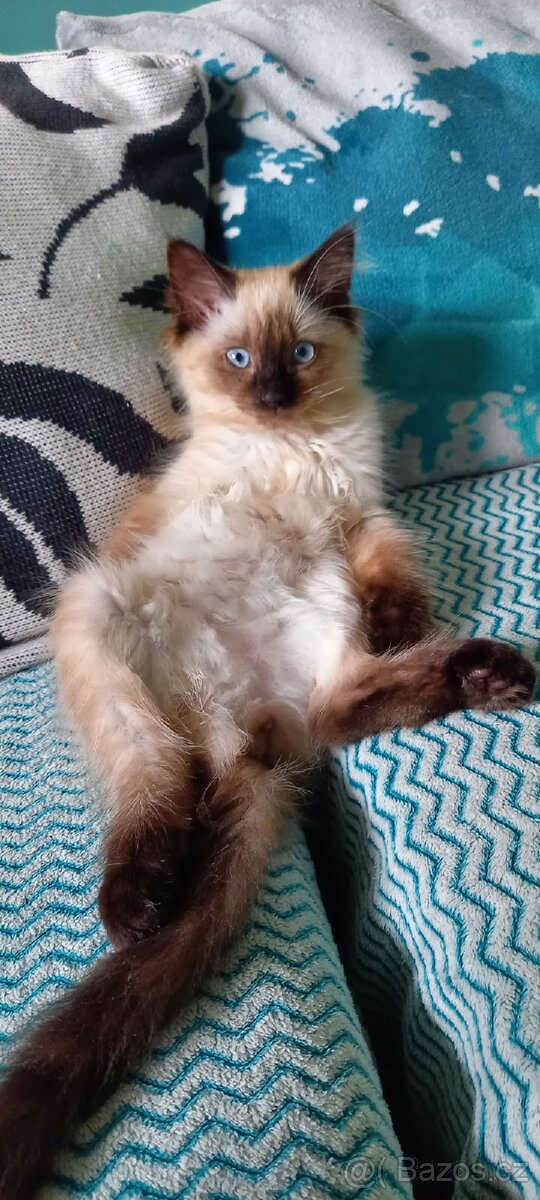 Ragdoll kocour