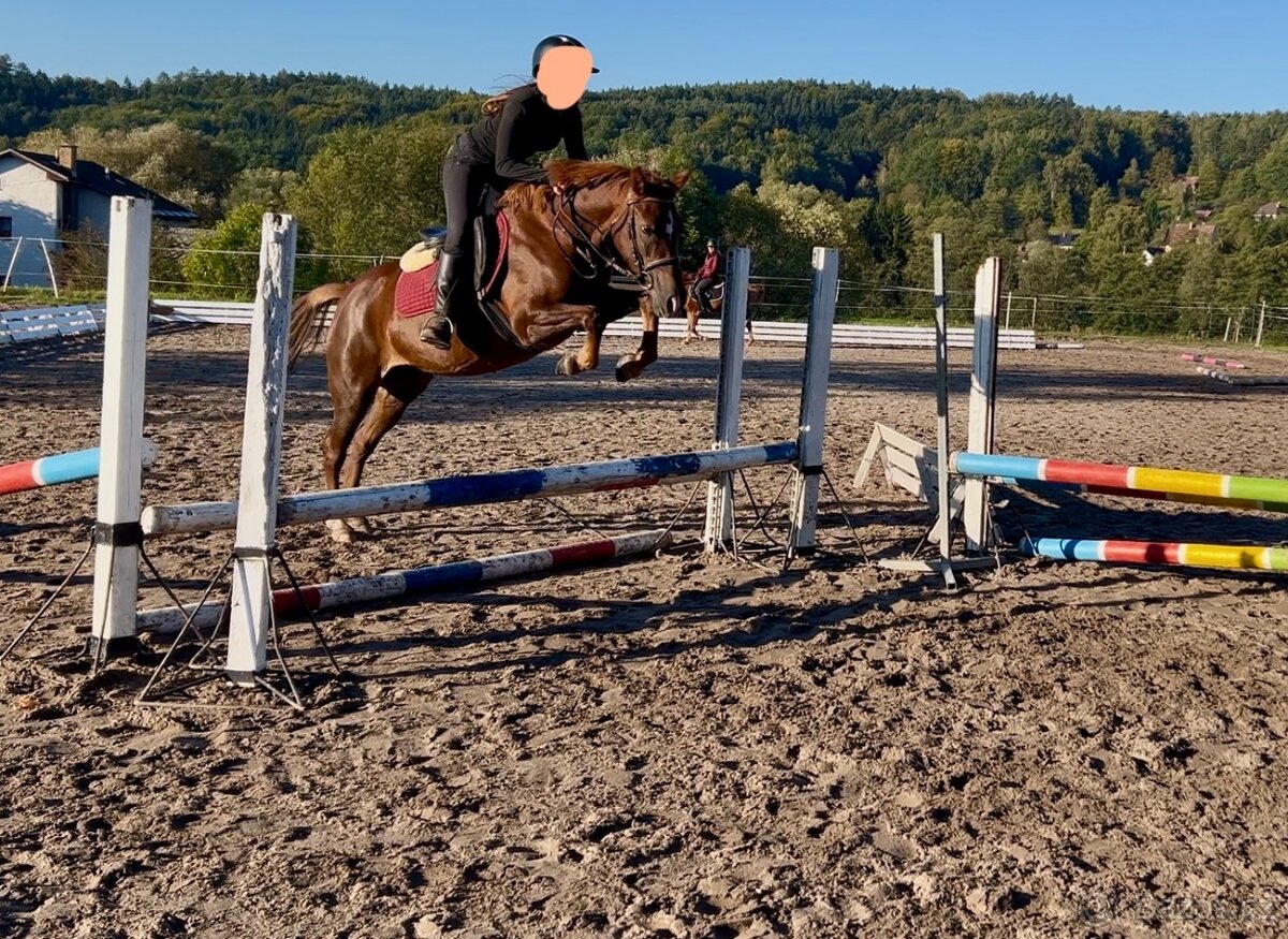 Tříletá klisna plemene slovenský sportovní pony