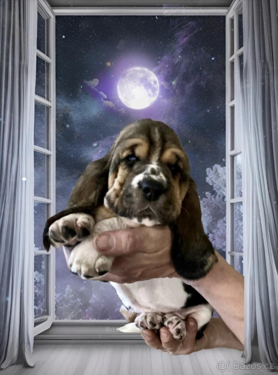 Basset Hound s PP - štěňata