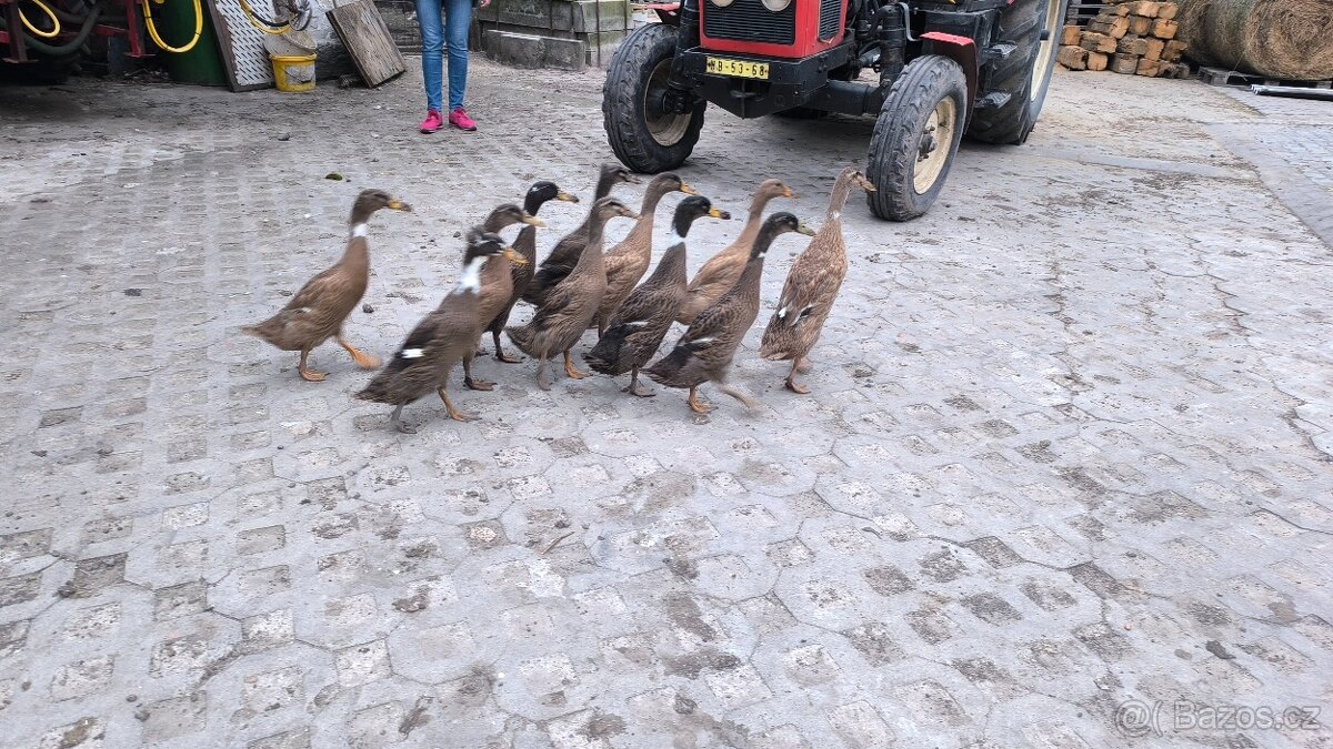 Indický bezec
