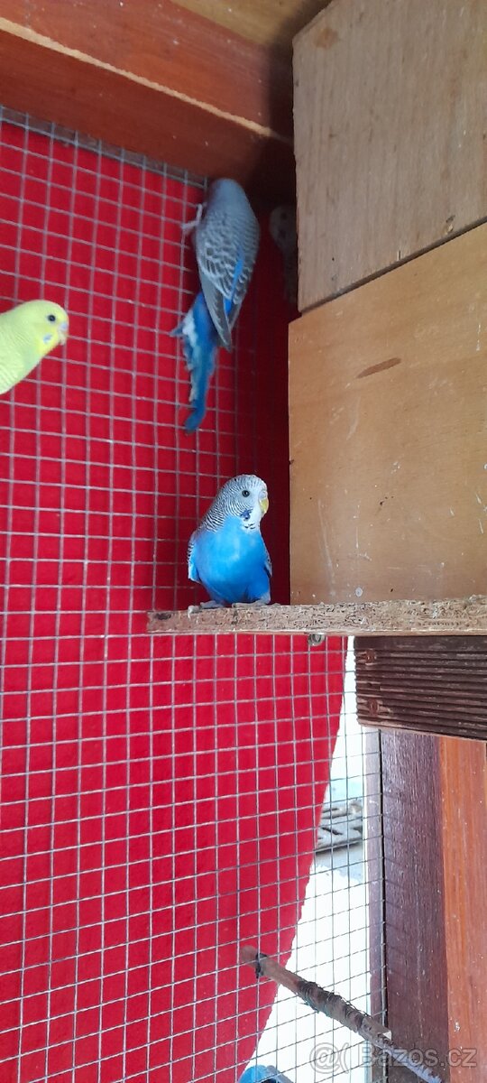 Andulky