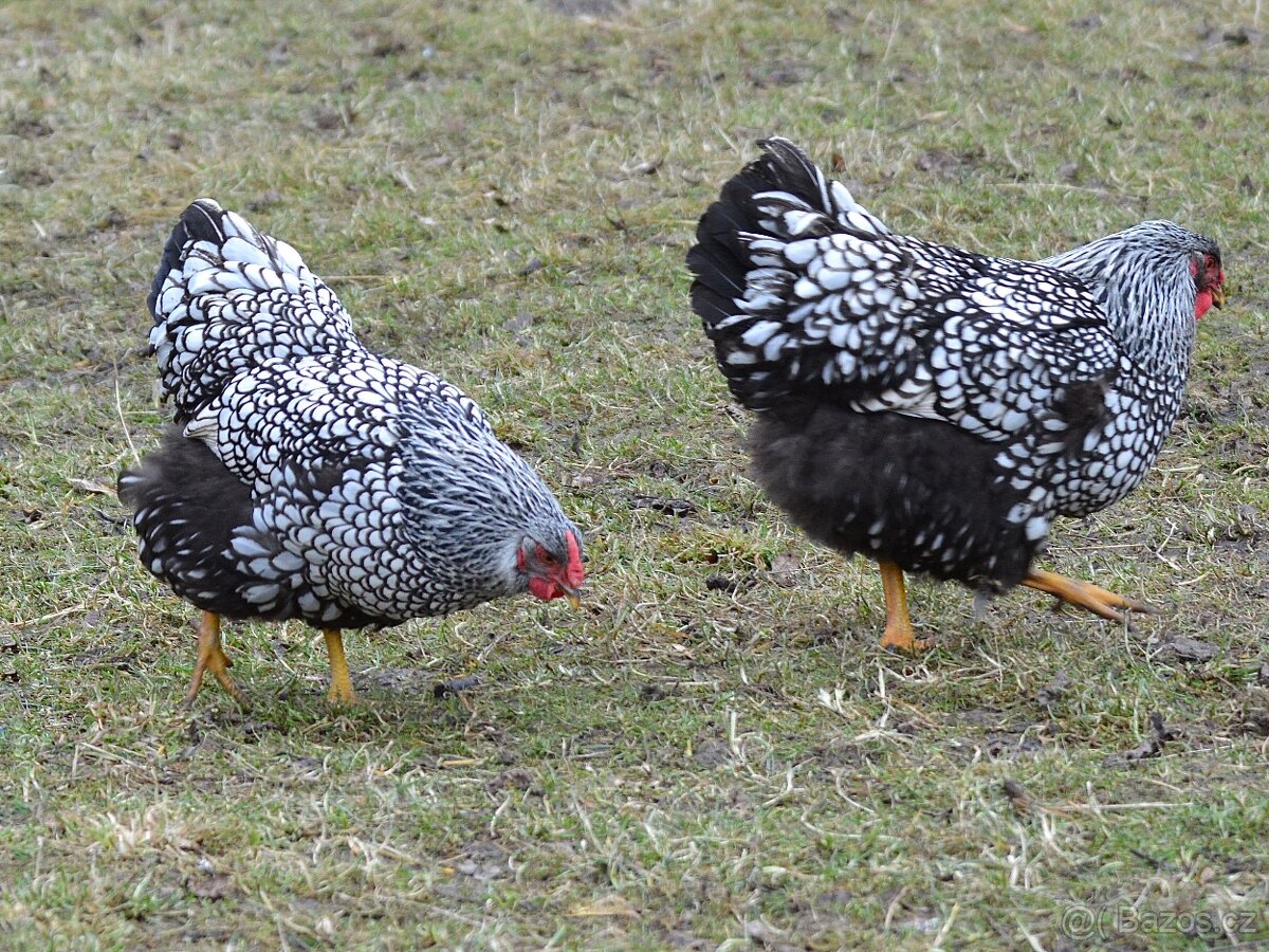 Wyandotka velká stříbrná černě lemovaná