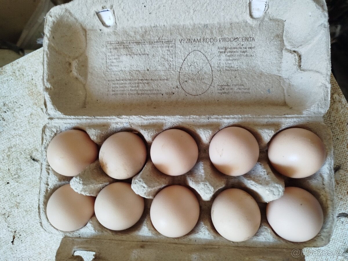 Prodám nasadova vajička