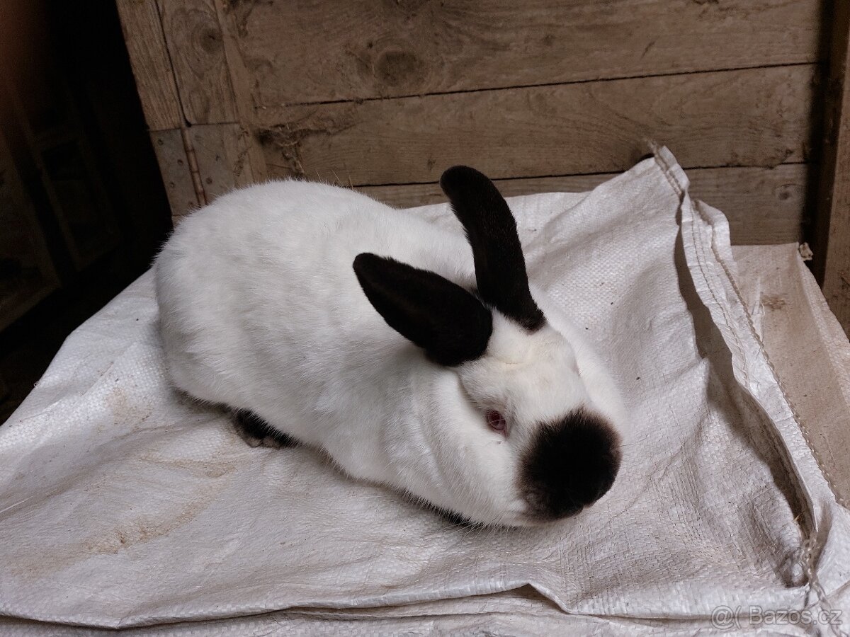 Kalifornský černý