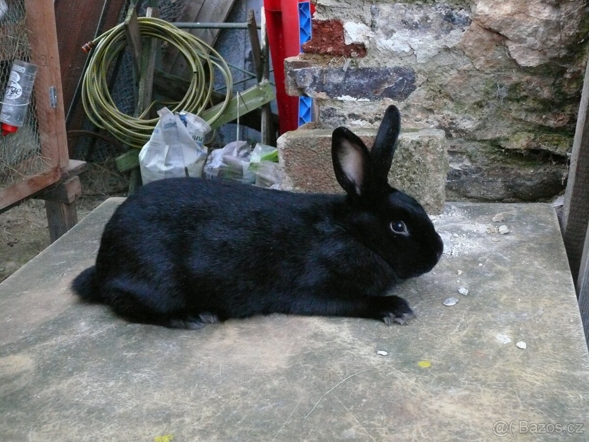 Prodám křížence králíků