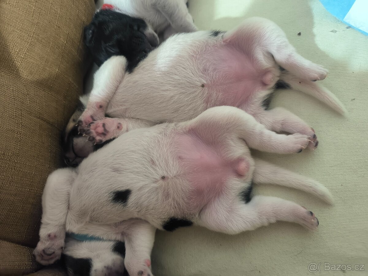 Štěňata Českého strakatého psa