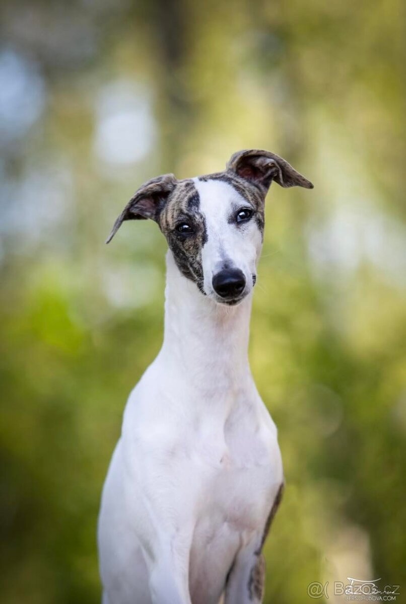 Whippet