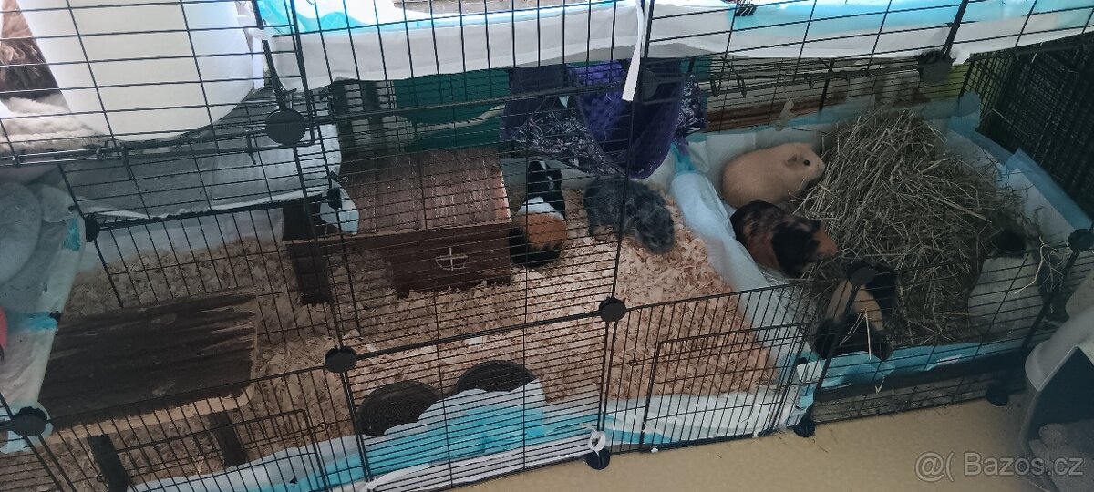 Adopce