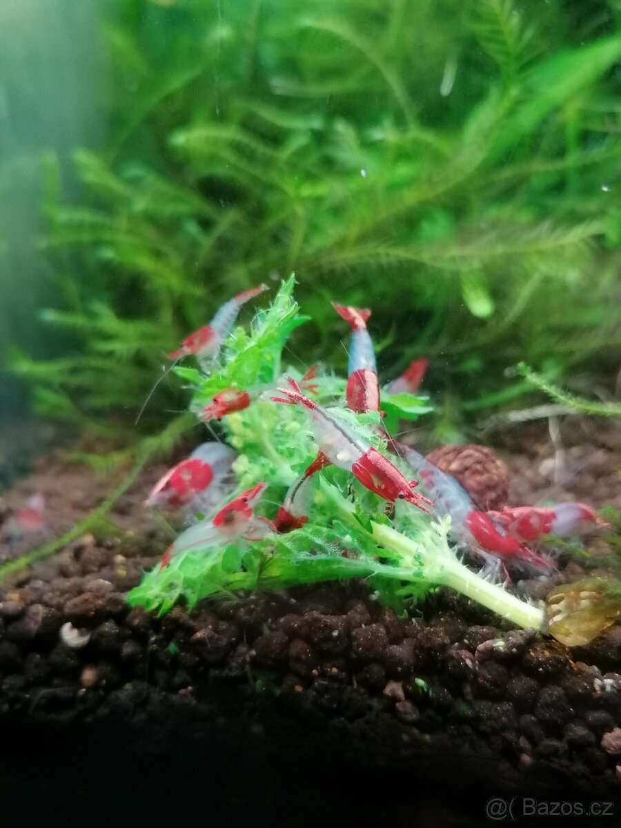 krevetky neocaridina rilli red