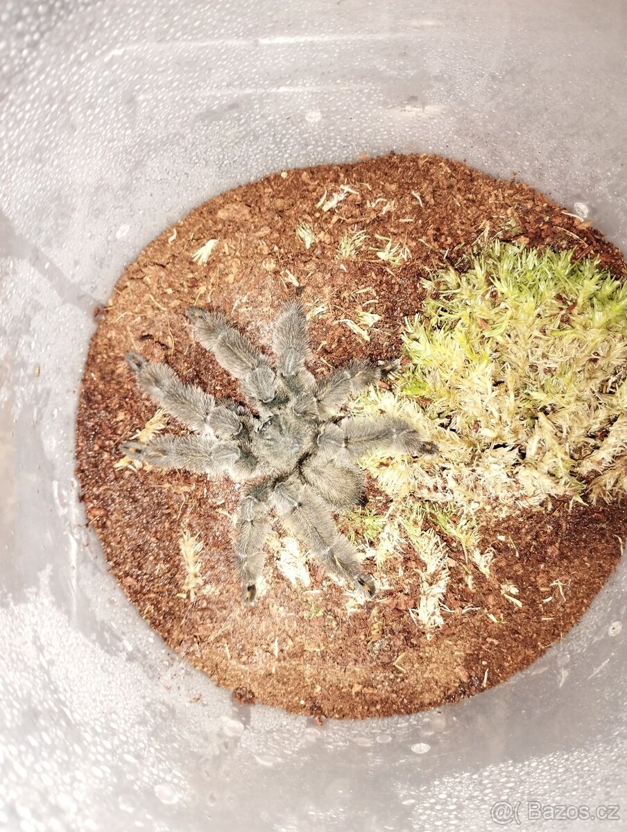 Psalmopoeus irminia - adult samec