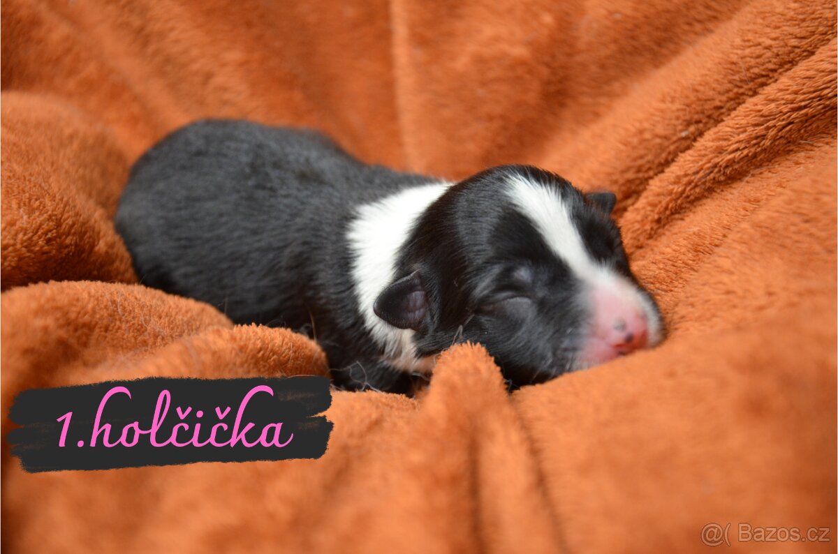 BORDER COLLIE