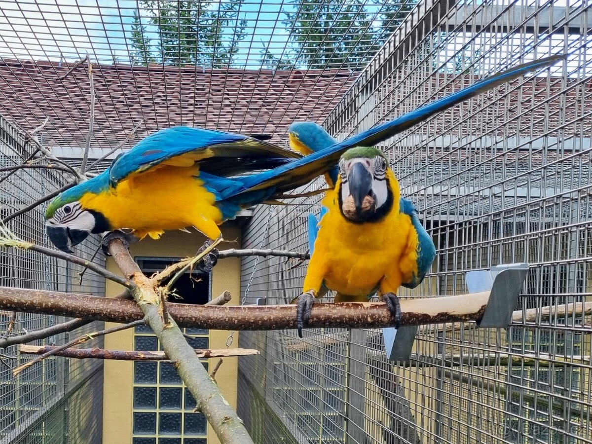 Ara Ararauna