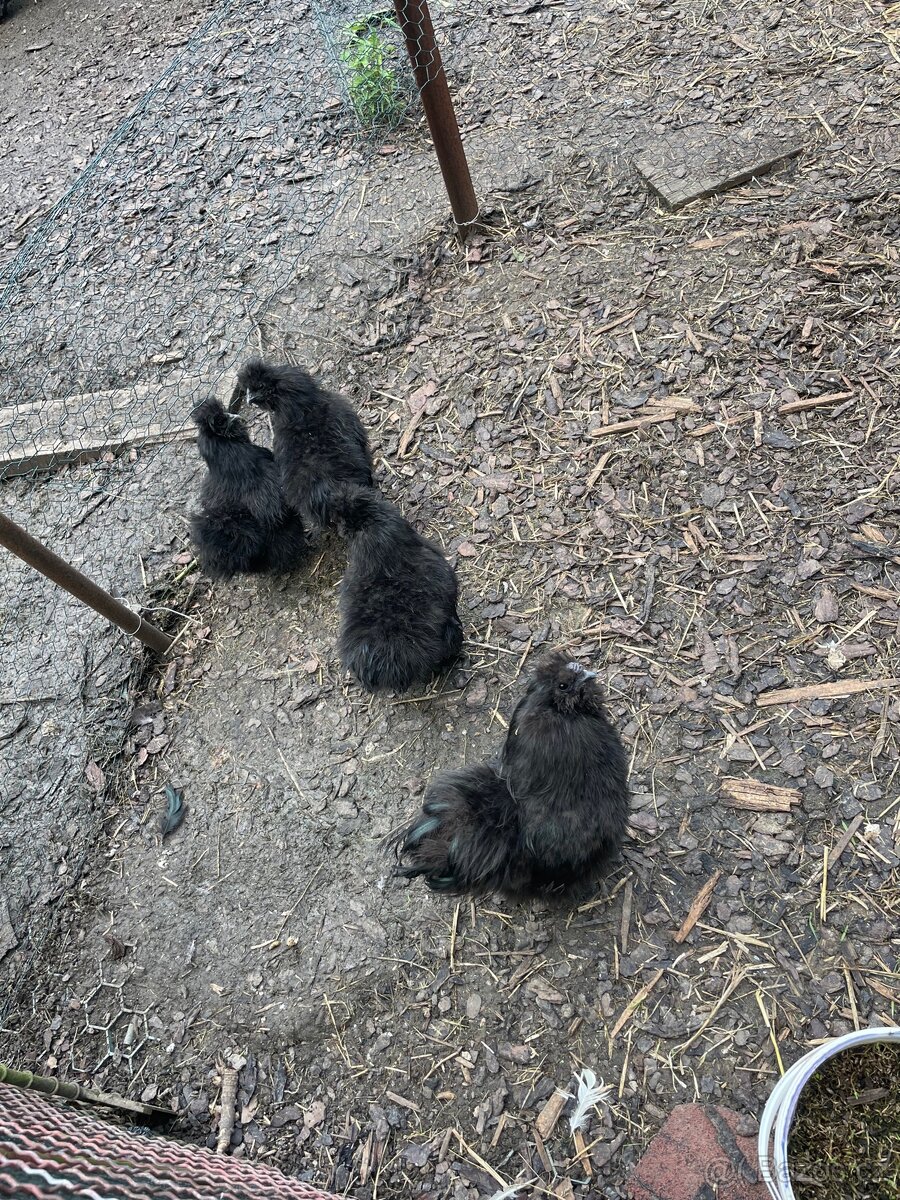 Hedvábničky zdrobnělá černá vousatá