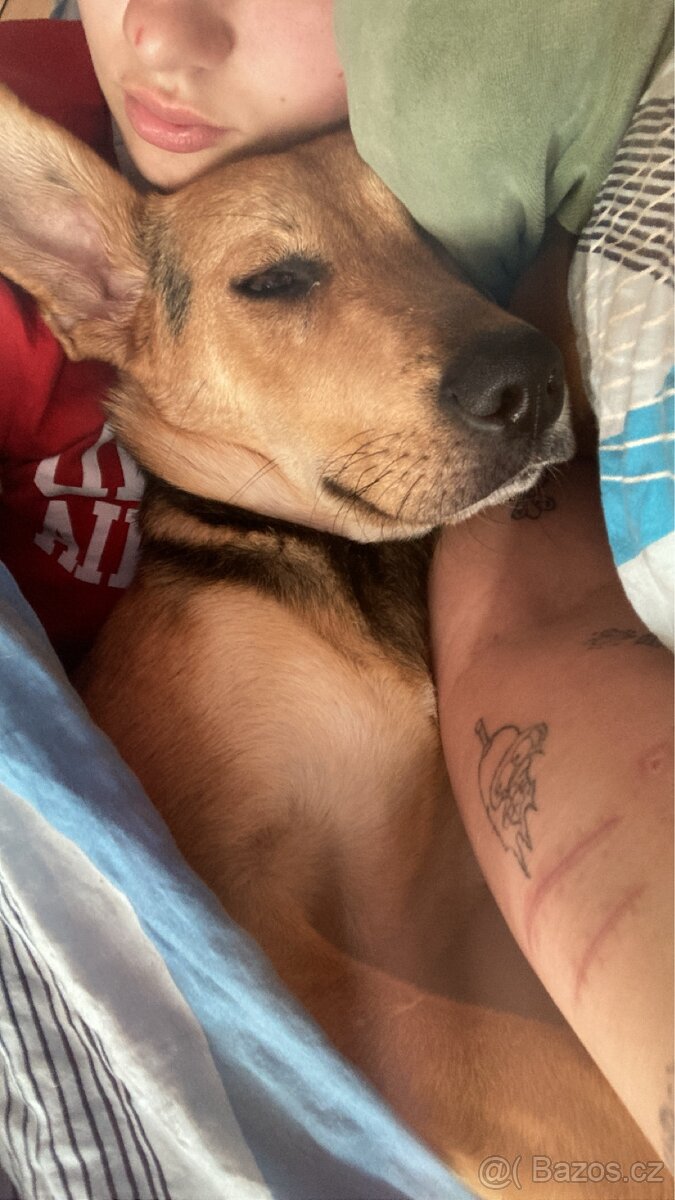Daruji fenu jmenuje se Dixie