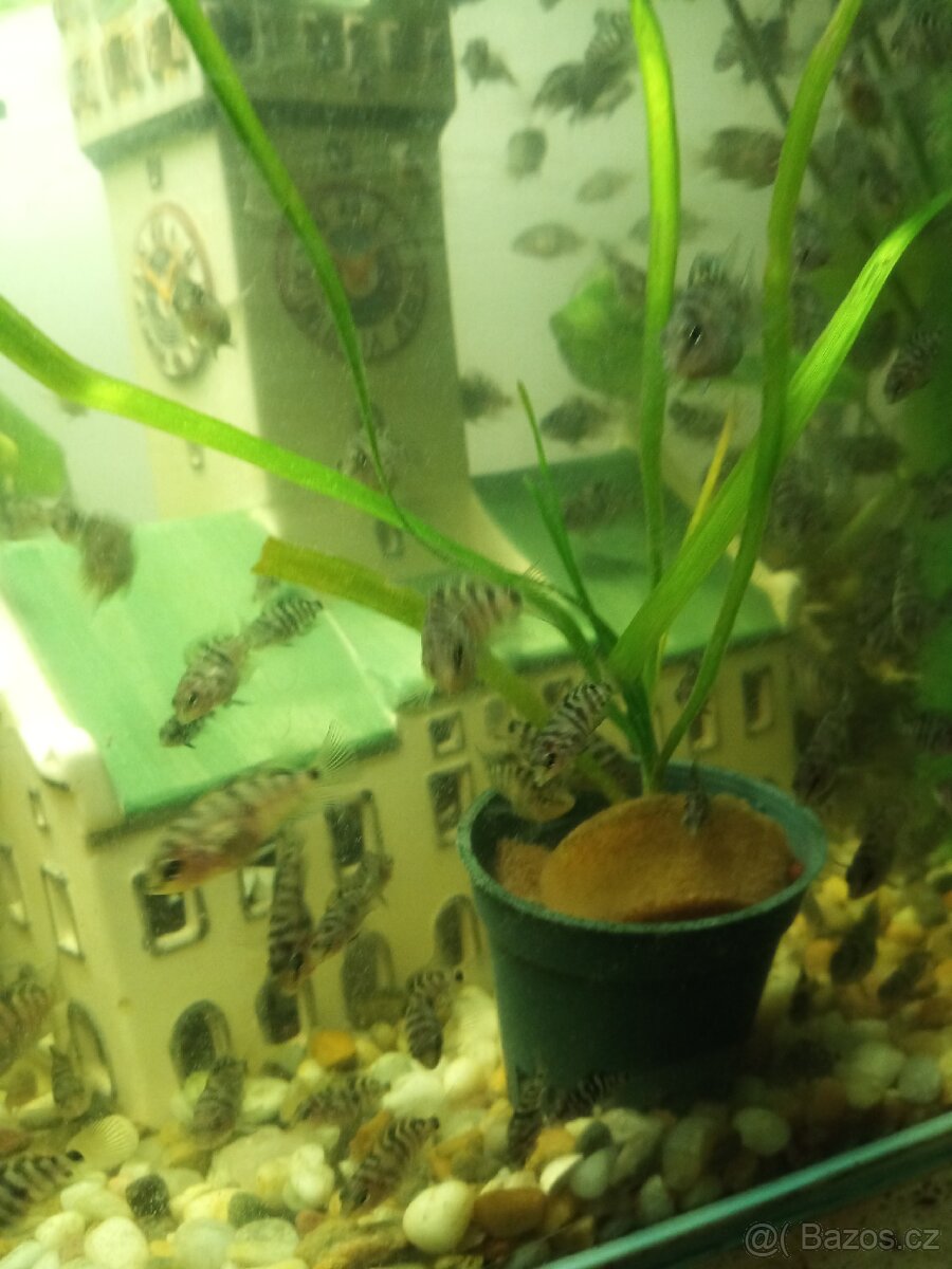 Akvarijní ryby