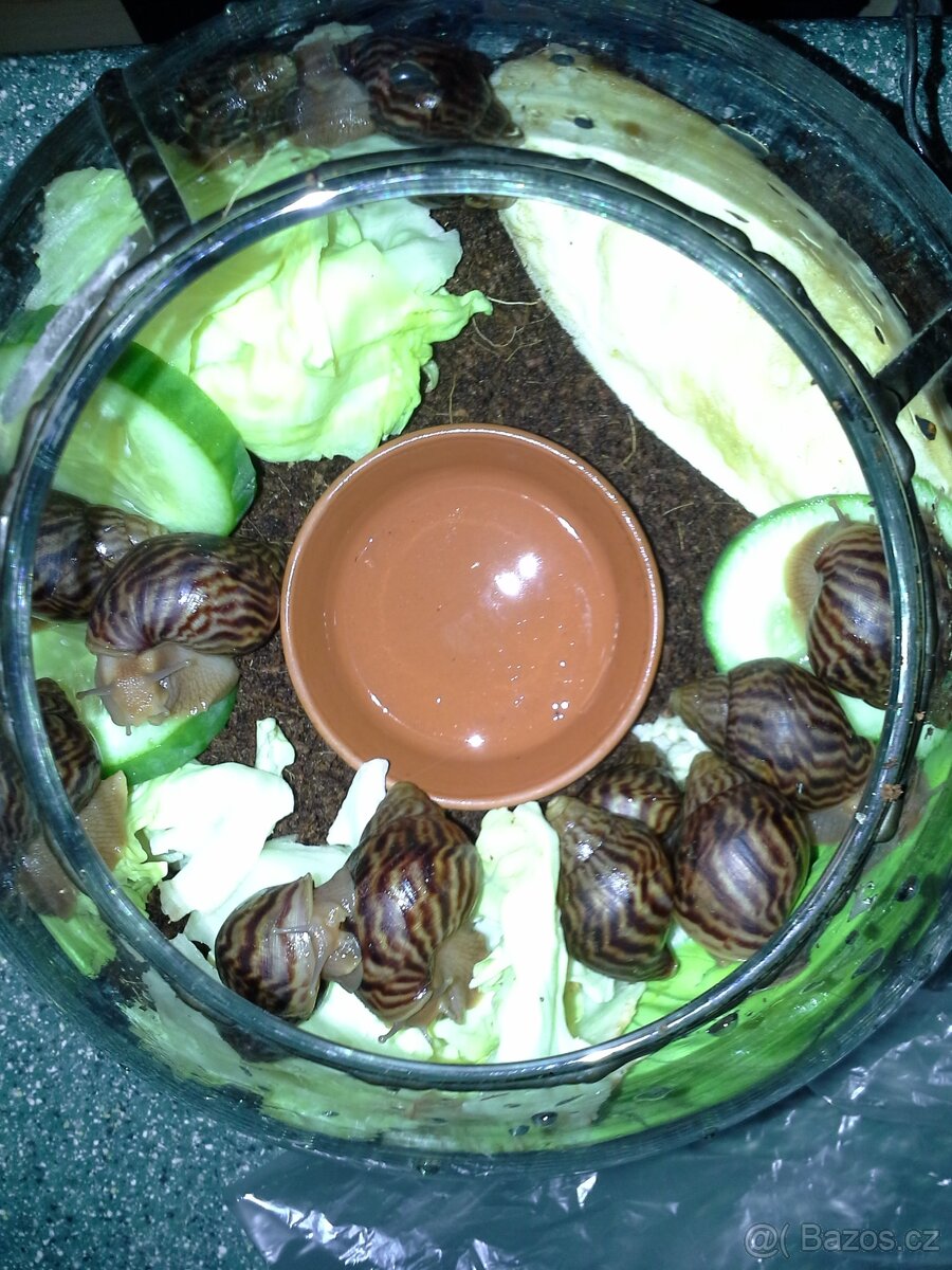 Africký šnek - Achatina