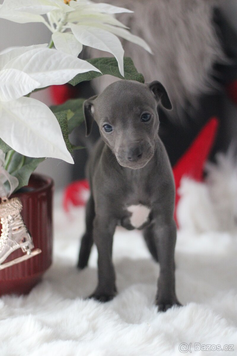 Italský chrtík  Fenka s PP