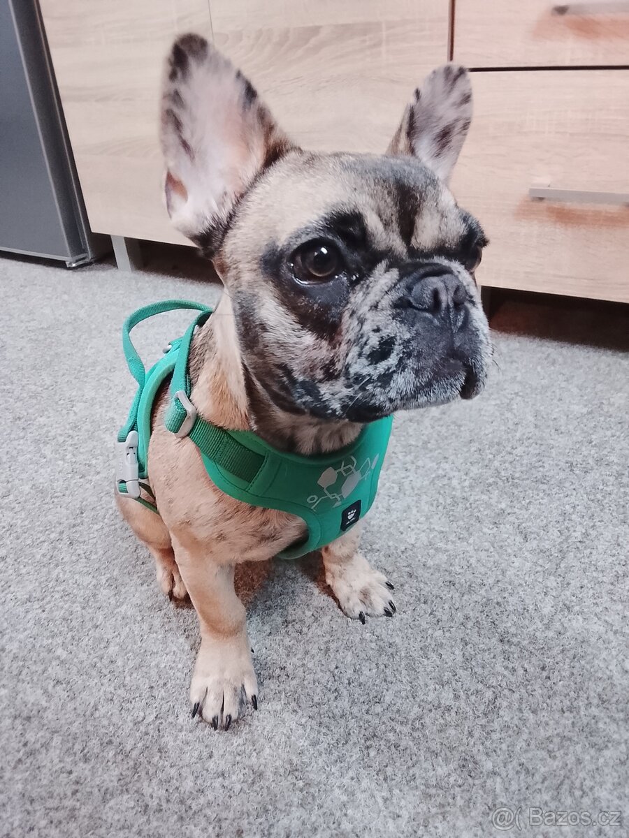 Štěňátko francouzský buldoček