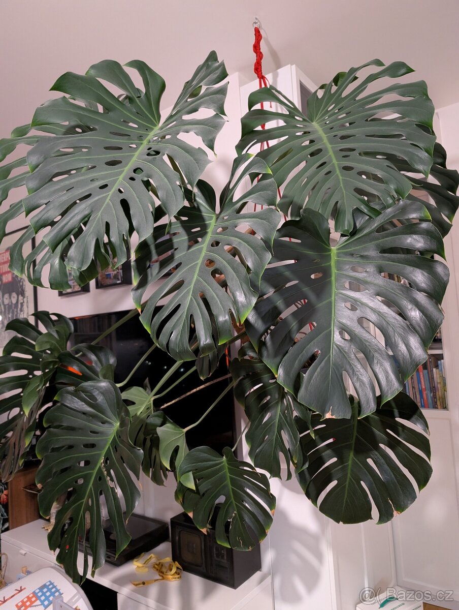 Monstera deliciosa 15 velkých listů