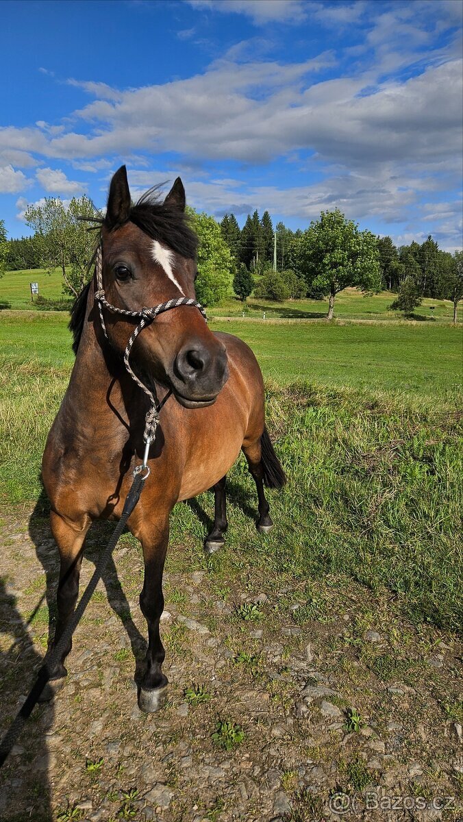 Pronájem pony s odvozem