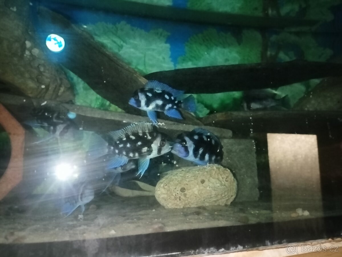 Frontosa