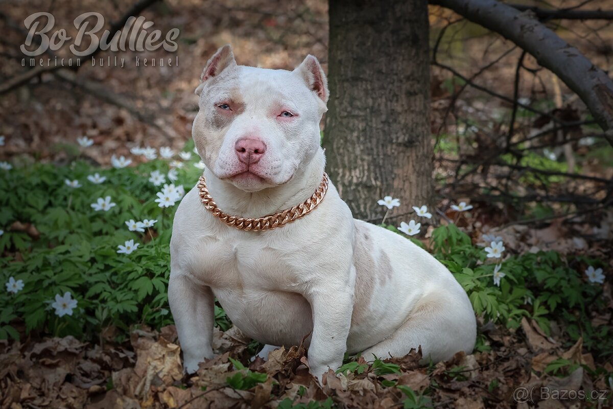 American bully pocket ABKC fenka na prodej