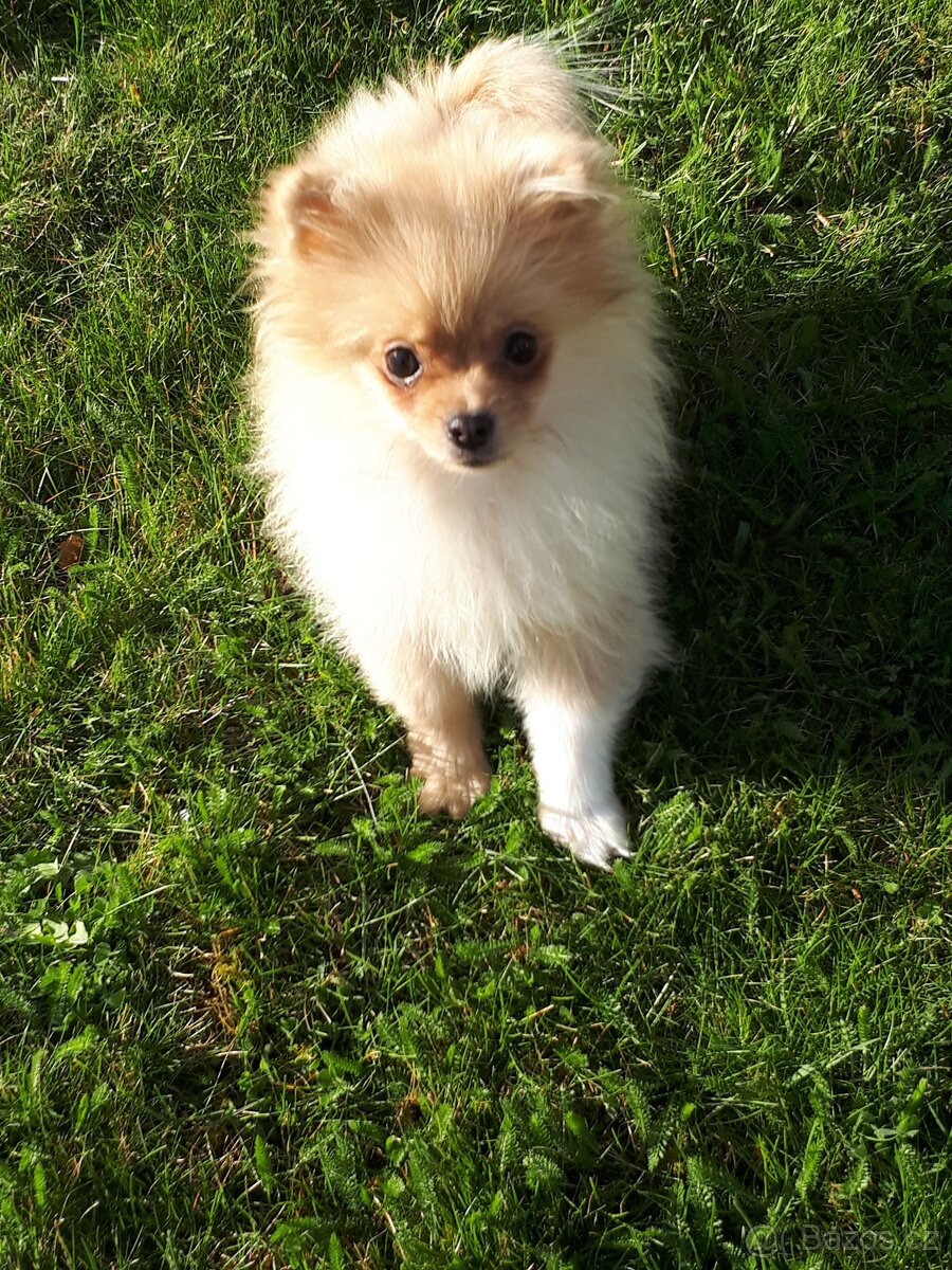 Pomeranian s pp