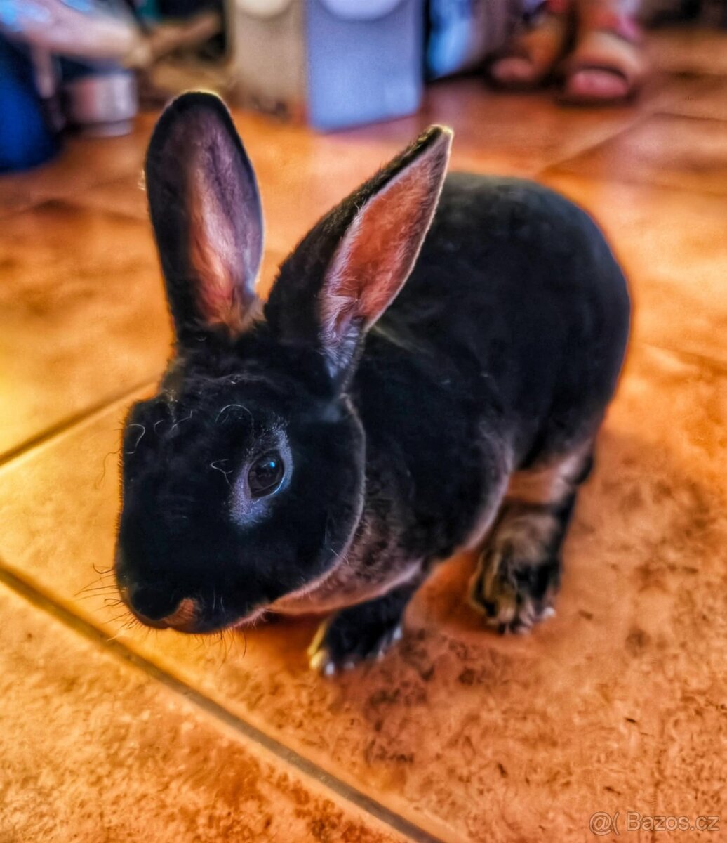 Zakrslý králík -poslední z velikonočního vrhu