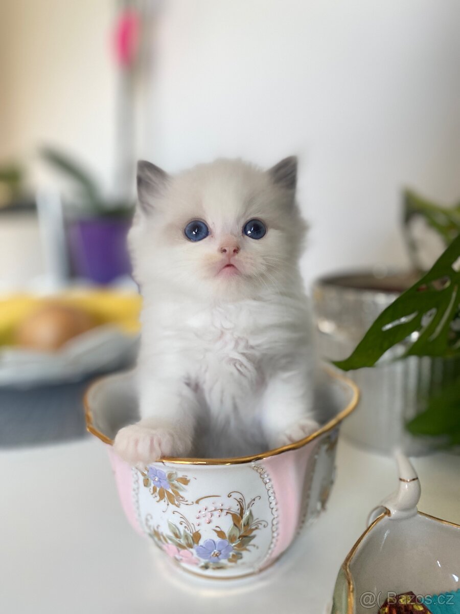 Ragdoll z PO