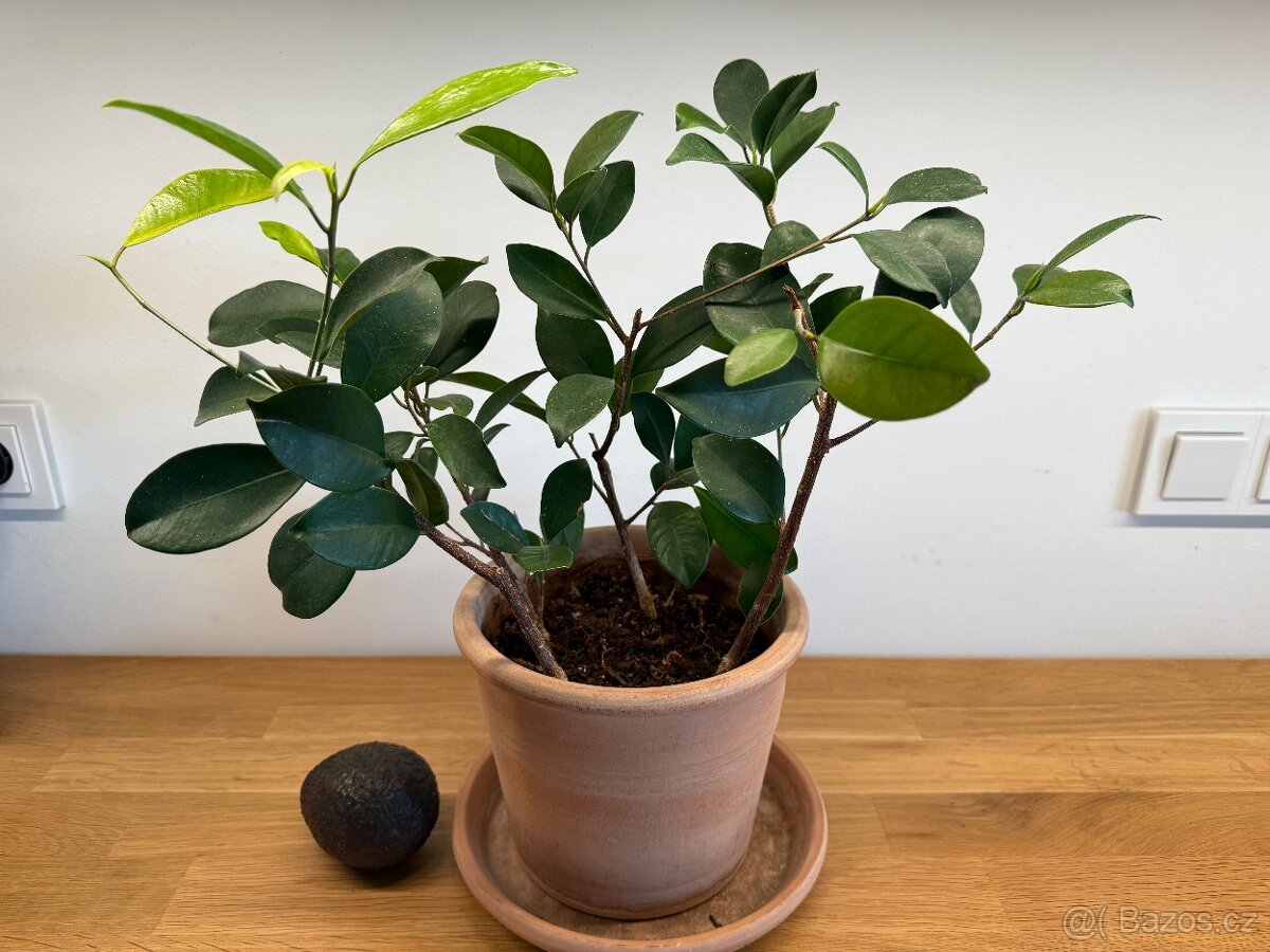 Ficus (bonsaj) - 3 kusy