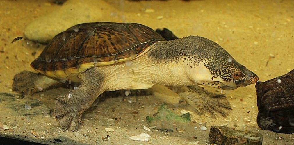Vodní želvy klapavci salvinovi - Staurotypus salvinii