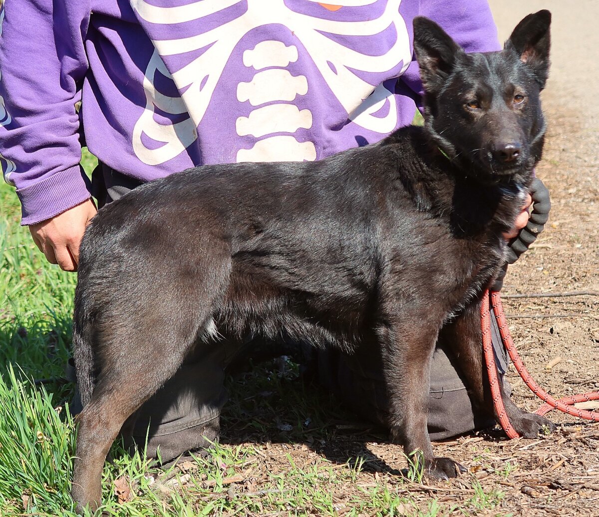NETOPIERRA K ADOPCI - 3 ROKY, PŘÁTELSKÁ, HRAVÁ, ZVĚDAVÁ
