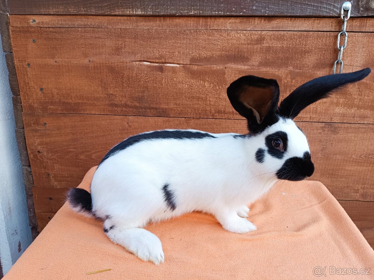 Německý Obrovitý Strakáč č 2