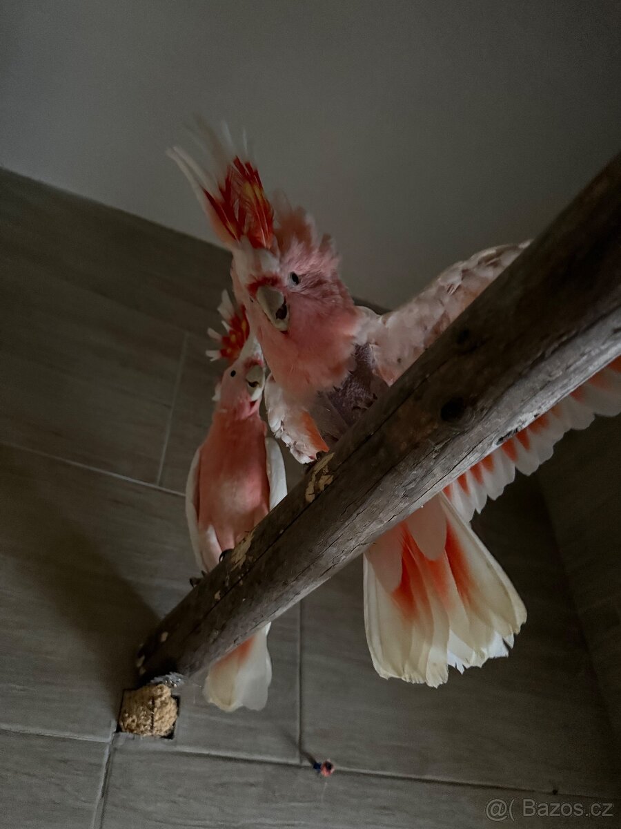 Ara - kakadu inka , kakadu růžový