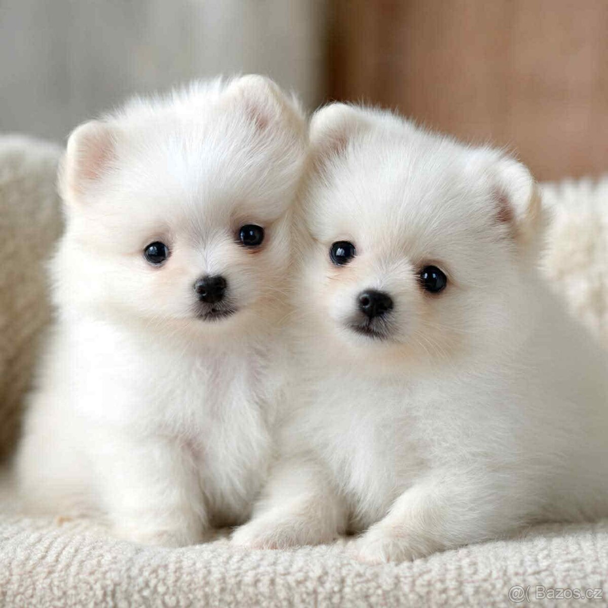 Štěňátka Pomeranianu hledají nový domeček 🐾❤️