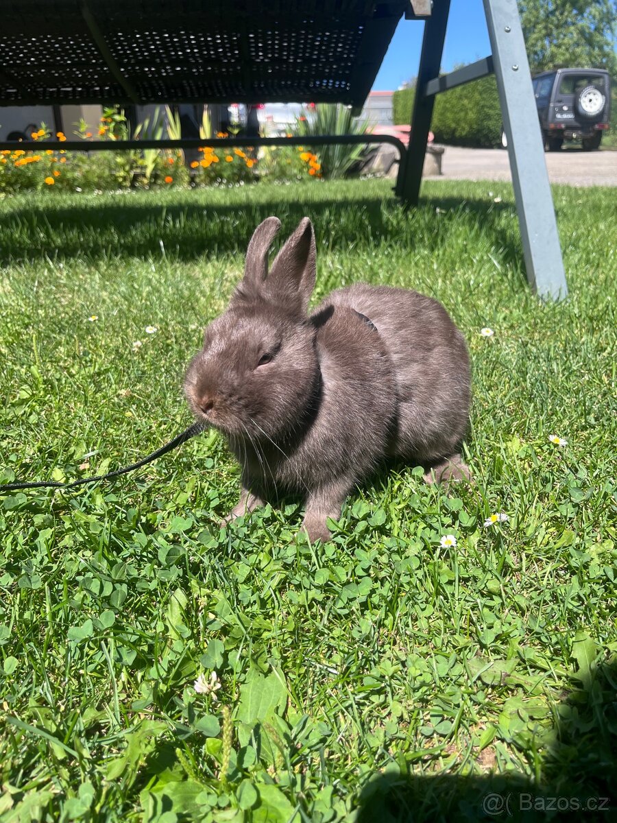 Prodám zakrslého králíčka