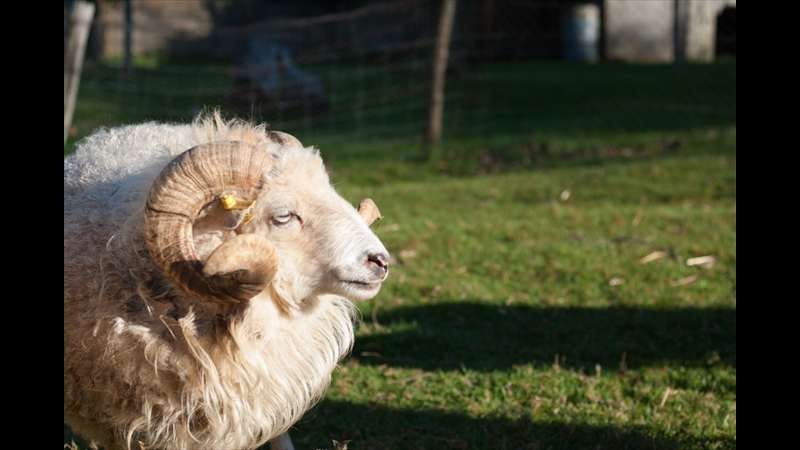 Prodám berana – ovce ouessantská