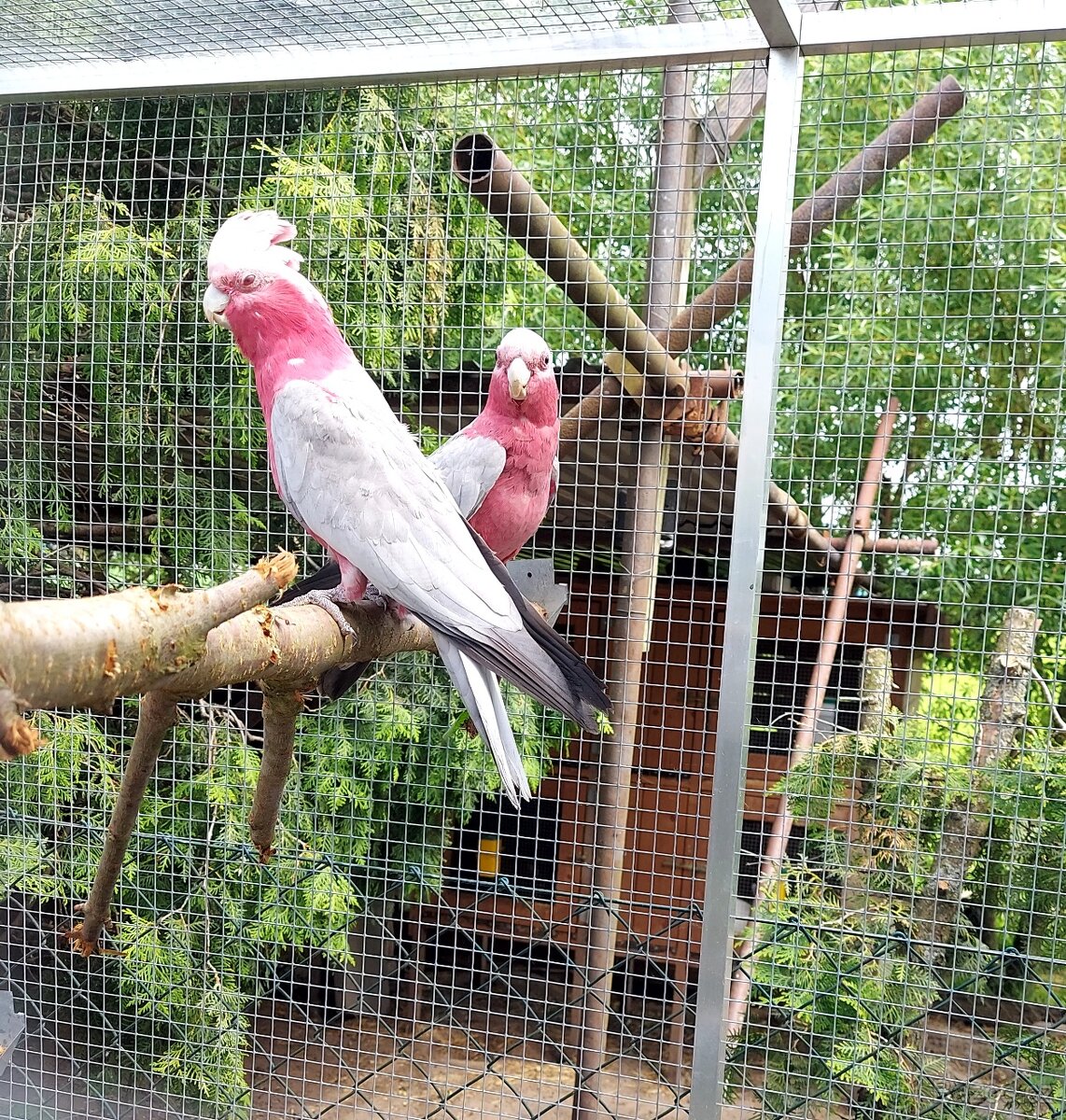 Kakadu růžový samec rok 23
