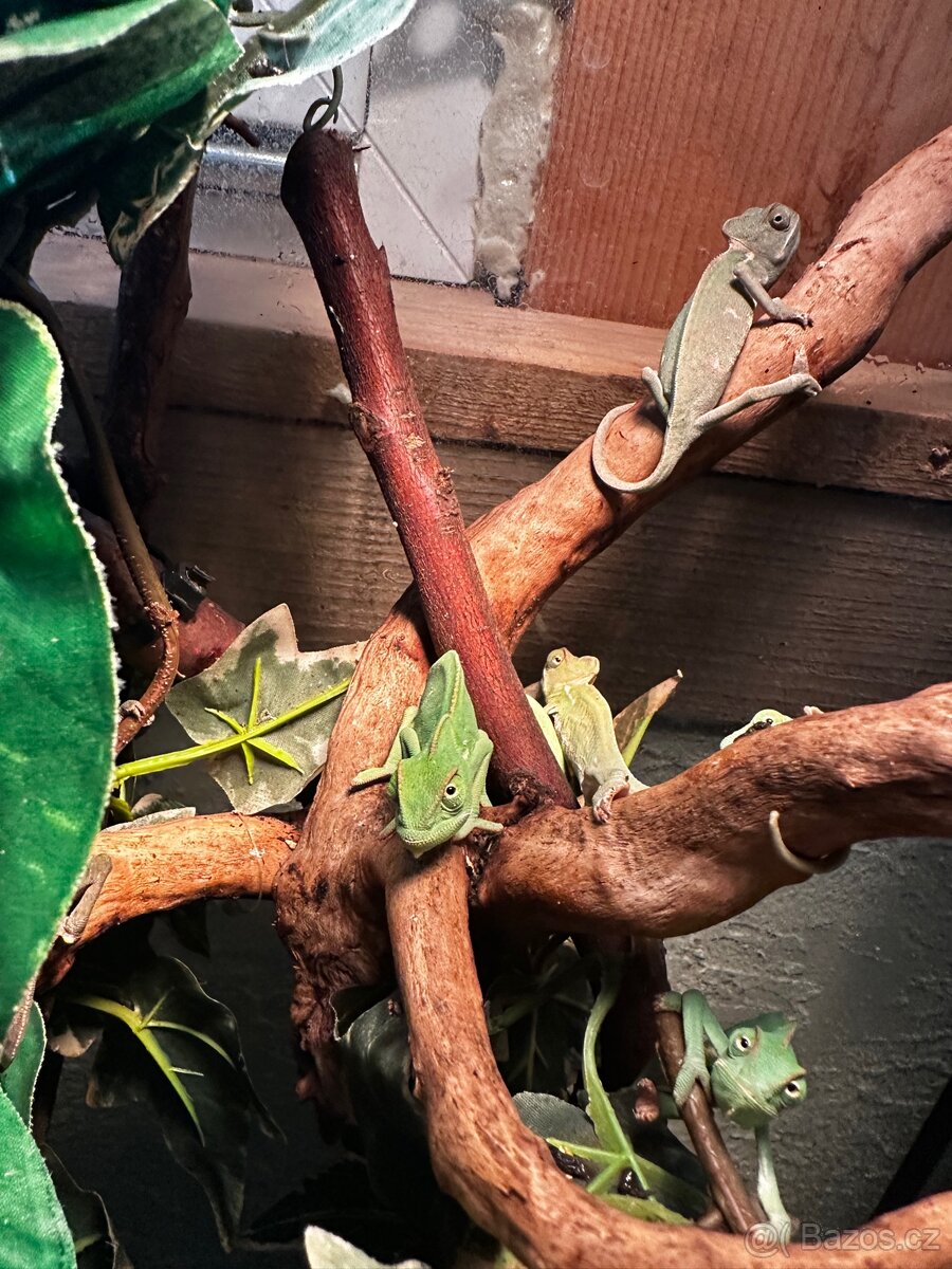 Chameleon jemenský