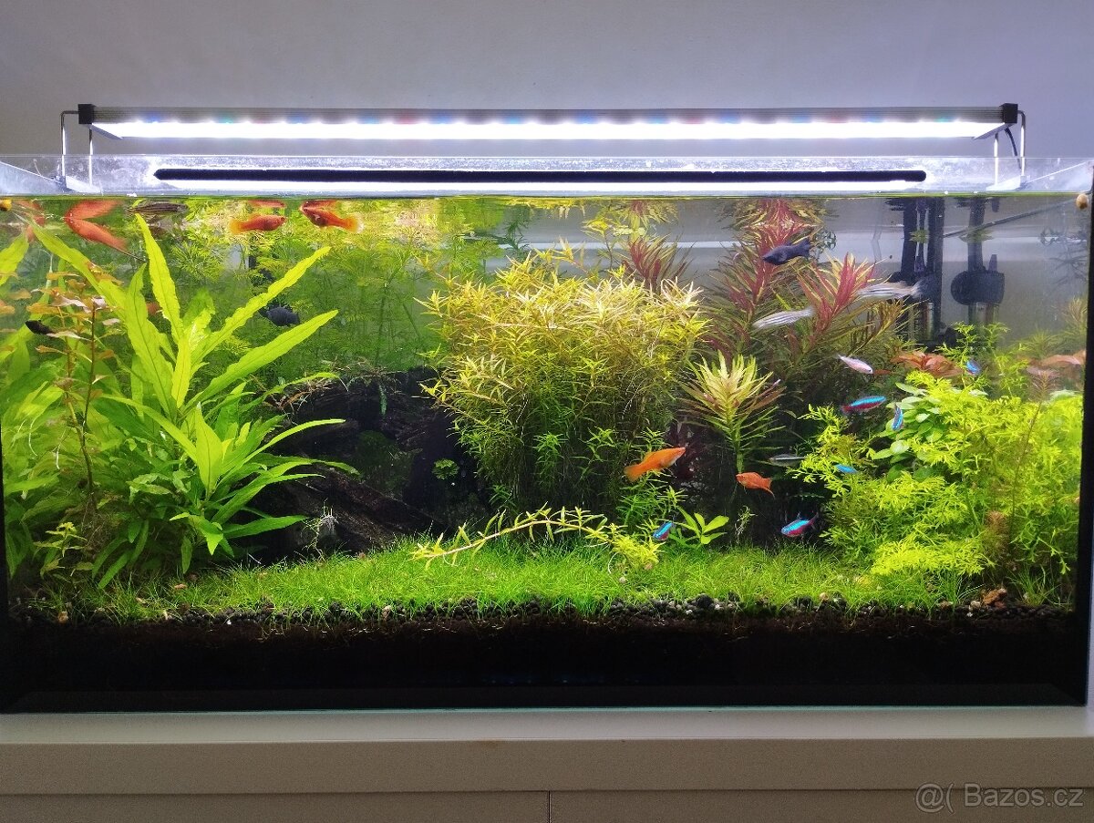Akvarijní Rostliny prostříh mix - 150kč/pytlík