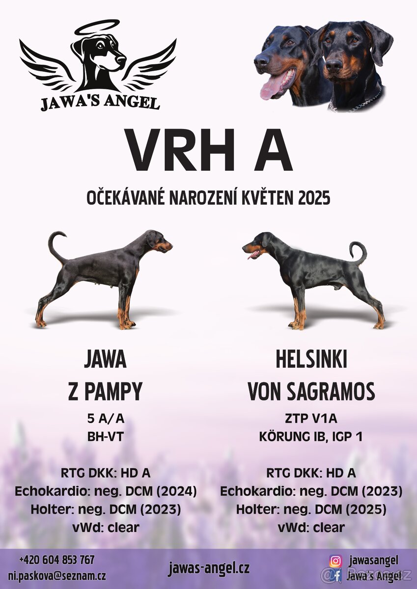 štěňata dobrmana s PP- vrh A (Jawa's Angel)