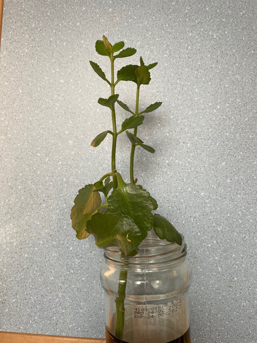 Kalanchoe