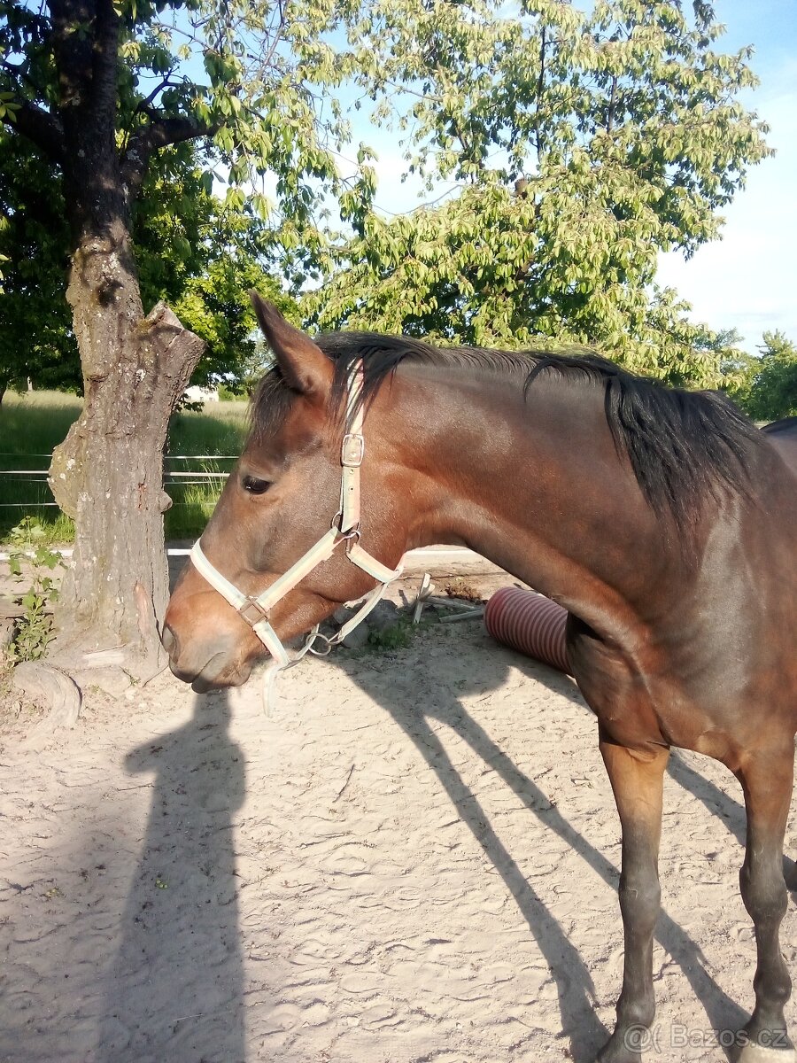 Valach, 5 let