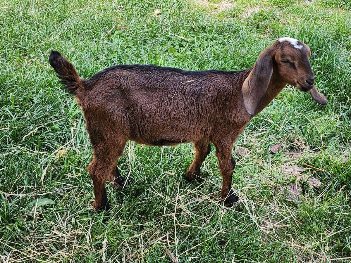 AN kozička - Srnka