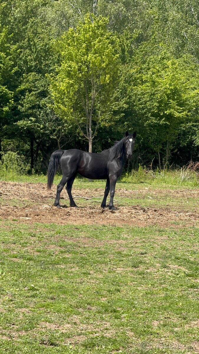 Černá 2. Leta kobylka