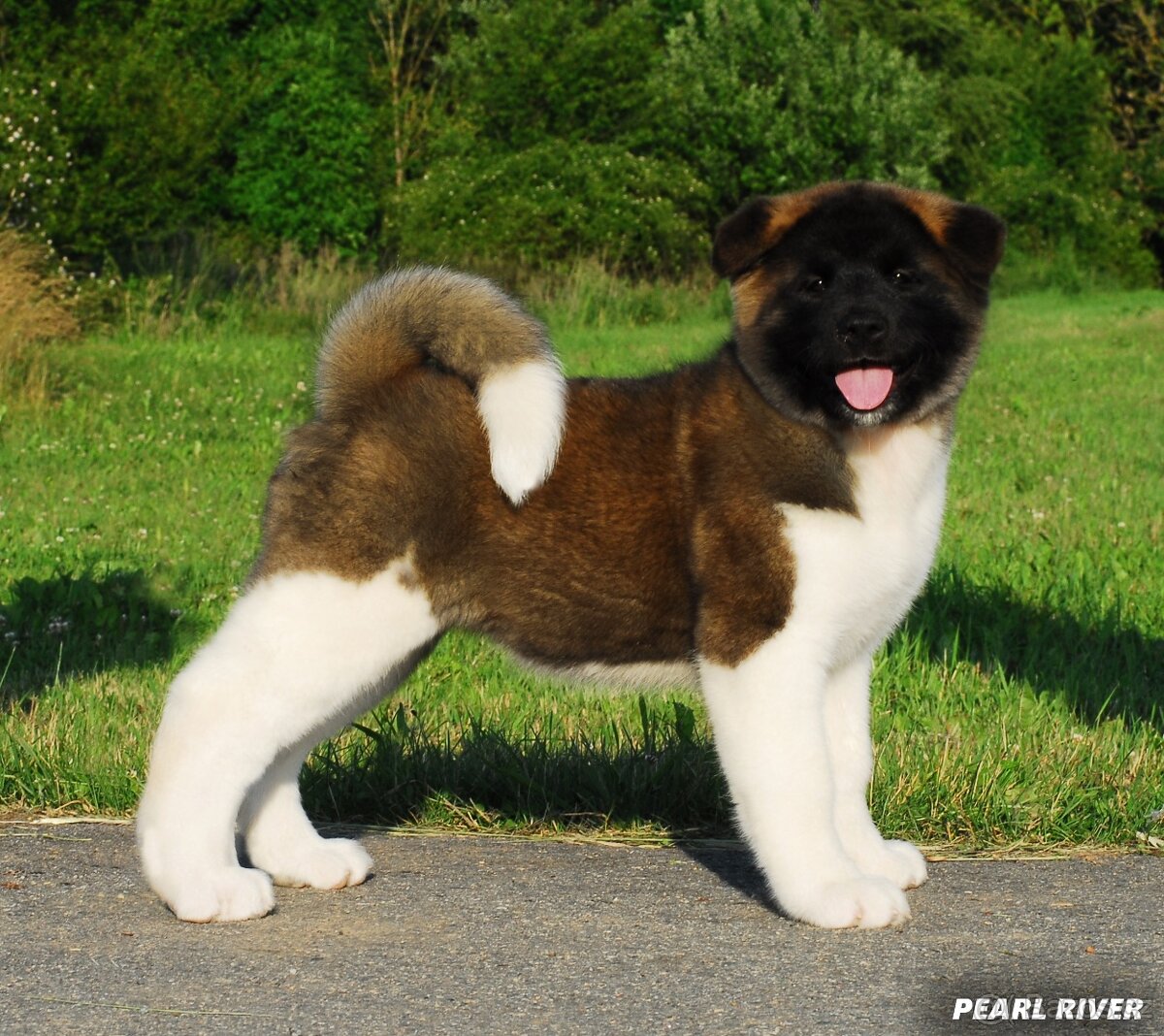 Americká akita s PP