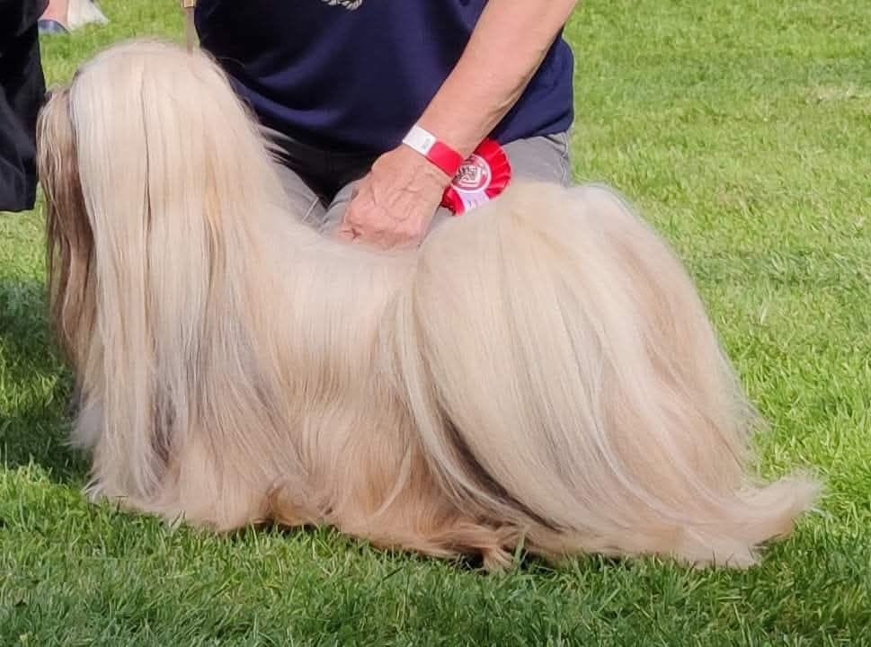 Lhasa Apso Štěňata s PP - FCI 2025/26